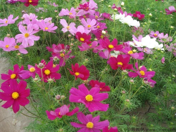 格?；ǚN子發(fā)芽出苗開花圖片
