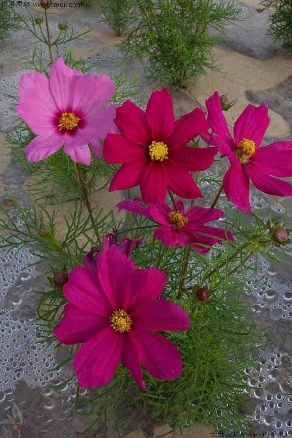 格?；ǚN子發(fā)芽出苗開花圖片