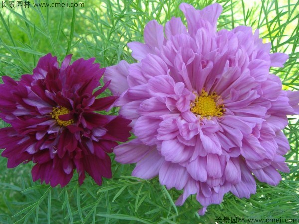 格?；ǚN子發(fā)芽出苗開花圖片
