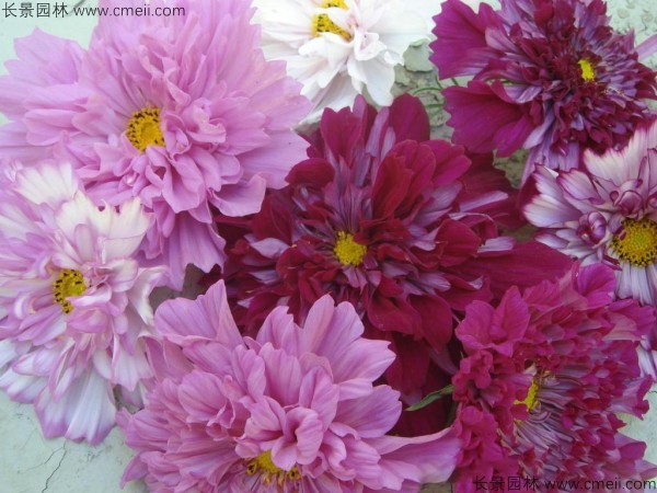 格?；ǚN子發(fā)芽出苗開花圖片