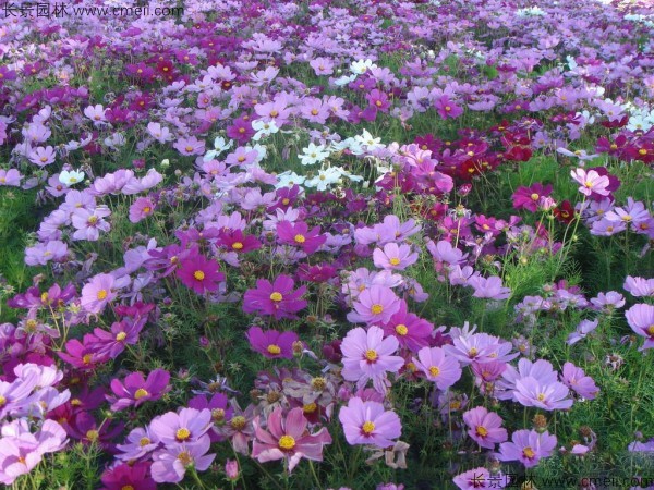 格?；ǚN子發(fā)芽出苗開花圖片