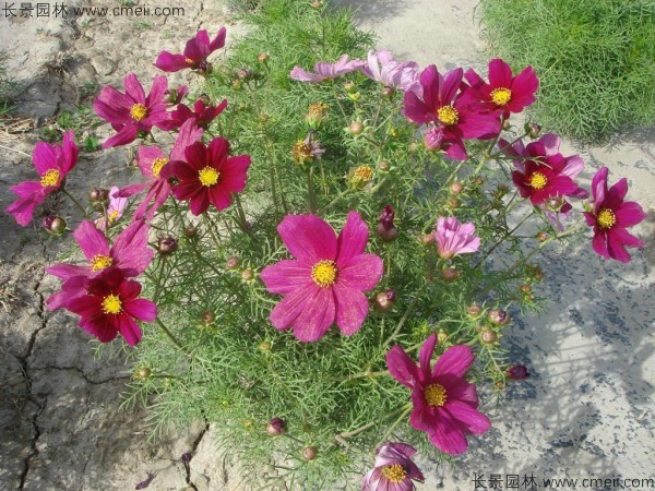格?；ǚN子發(fā)芽出苗開花圖片
