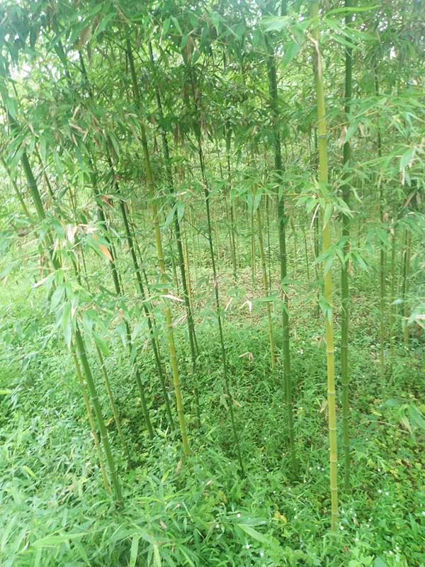 耐寒竹苗竹子 耐寒竹苗竹子