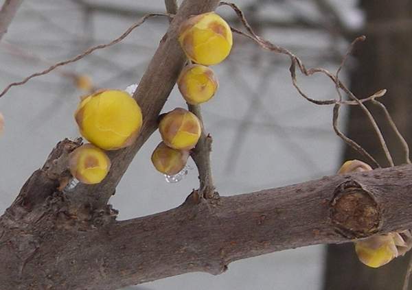 1594968194269865.jpg 臘梅1.jpg