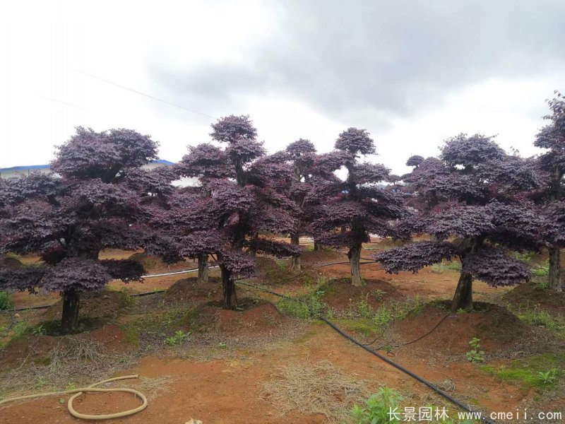 造型紅花繼木 造型紅花繼木