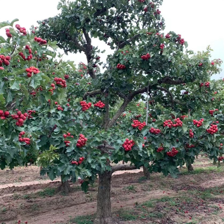 山楂樹(shù)秋天紅果結(jié)果的樣子 山楂樹(shù)秋天紅果結(jié)果的樣子