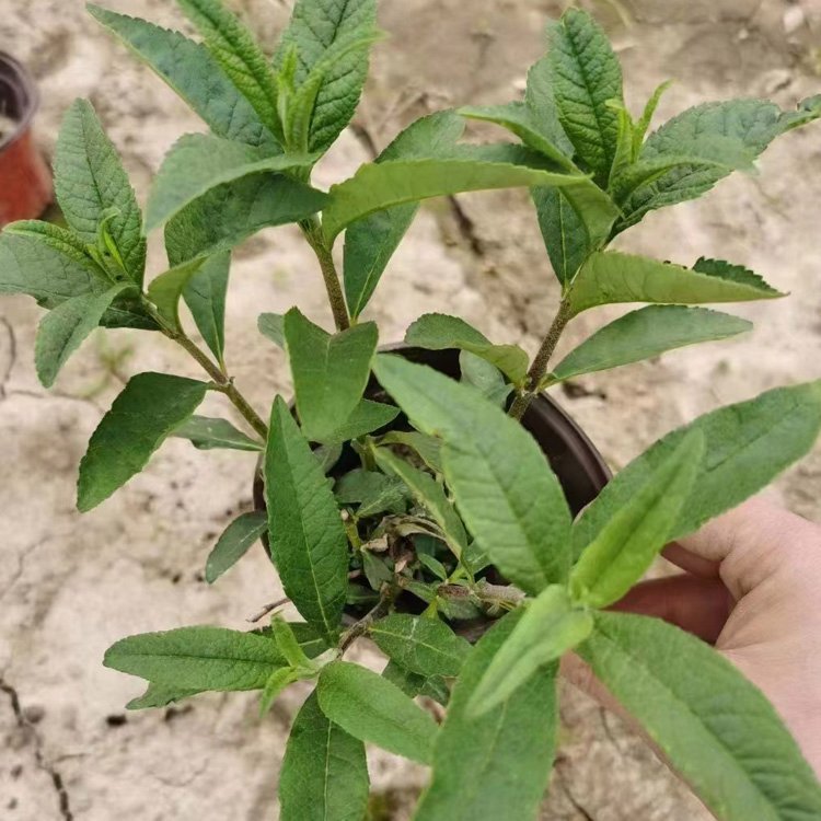 醉魚草 醉魚草